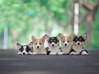 狗狗毛发那些事:梳毛 狗狗毛发那些事:梳毛