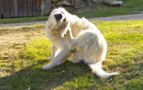 狗狗务必要刮毛的部位,由于能帮狗排热,别忽略 狗狗务必要刮毛的部位,由于能帮狗排热,别忽略