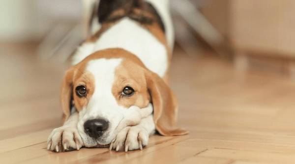 狗狗掉毛没法防止,搞好狗毛清除工作中,可以维持家居自然环境健康 狗狗掉毛没法防止,搞好狗毛清除工作中,可以维持家居自然环境健