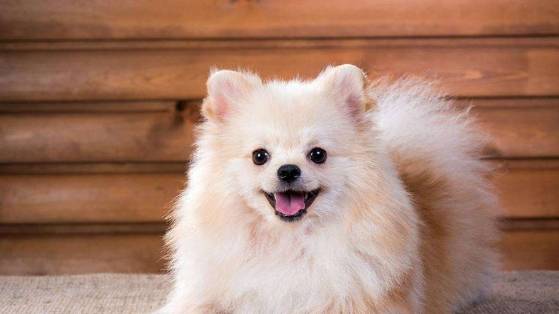 给自己博美梳毛,除开硬毛以外,尽量还记得要梳理下边一层的绒毛! 给自己博美梳毛,除开硬毛以外,尽量还记得要梳理下边一层的绒毛