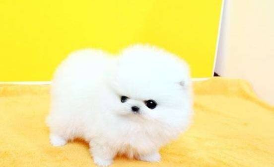 给自己博美梳毛,除开硬毛以外,尽量还记得要梳理下边一层的绒毛! 给自己博美梳毛,除开硬毛以外,尽量还记得要梳理下边一层的绒毛