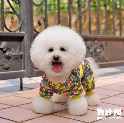 【狗狗衣服的选择】如何给不同身材的狗狗选择服装