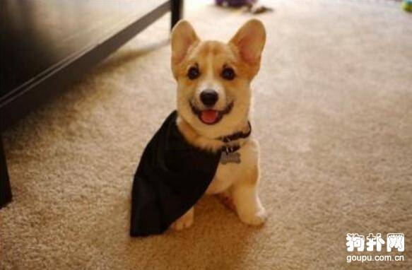 【狗狗衣服制作】在家给狗狗做个小披风