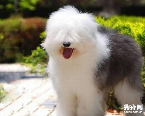 冬季哪些狗狗需要穿衣服?狗狗穿衣小贴士 冬季哪些狗狗需要穿衣服?狗狗穿衣小贴士