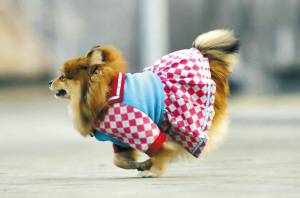 给小狗衣着打扮的目地是什么?给小狗衣着打扮的缺点 给小狗衣着打扮的目地是什么?给小狗衣着打扮的缺点