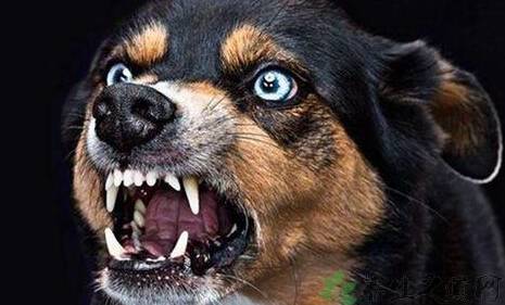 狂犬病的早期症状有哪些,怎么才能有效预防 狂犬病的早期症状有哪些,怎么才能有效预防
