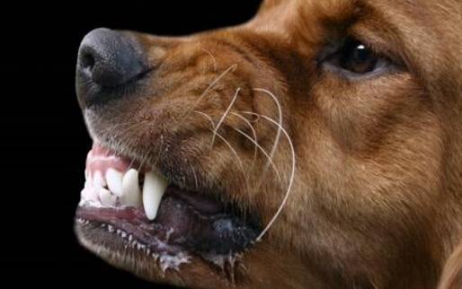 注射狂犬疫苗需要注意什么 注射狂犬疫苗需要注意什么