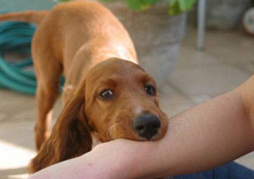 狂犬病发作有哪些症状表现 狂犬病发作有哪些症状表现