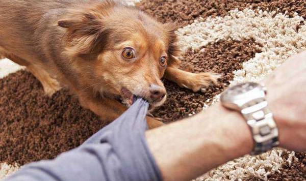 狂犬病早期的症状 狂犬病早期的症状
