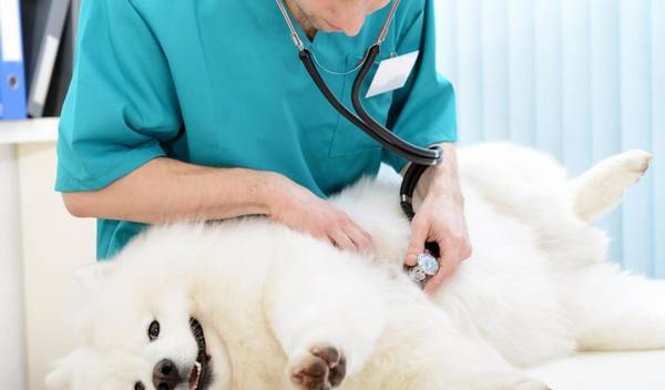 狗狗必须注射的狂犬病疫苗,也会引起副作用,主人家该怎样开展分辨 狗狗必须注射的狂犬病疫苗,也会引起副作用,主人家该怎样开展分