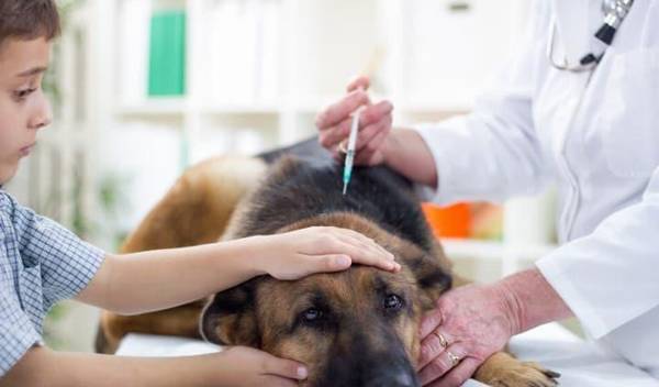 狗狗必须注射的狂犬病疫苗,也会引起副作用,主人家该怎样开展分辨 狗狗必须注射的狂犬病疫苗,也会引起副作用,主人家该怎样开展分