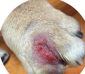 狗狗与人一样也有脚气,狗狗趾间腺炎该那么解决 狗狗与人一样也有脚气,狗狗趾间腺炎该那么解决