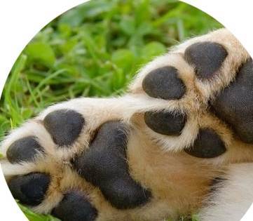 狗狗与人一样也有脚气,狗狗趾间腺炎该那么解决 狗狗与人一样也有脚气,狗狗趾间腺炎该那么解决