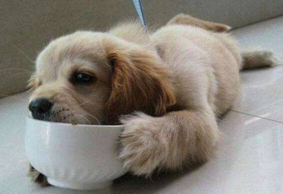 狗护食怎么办 狗护食怎么办