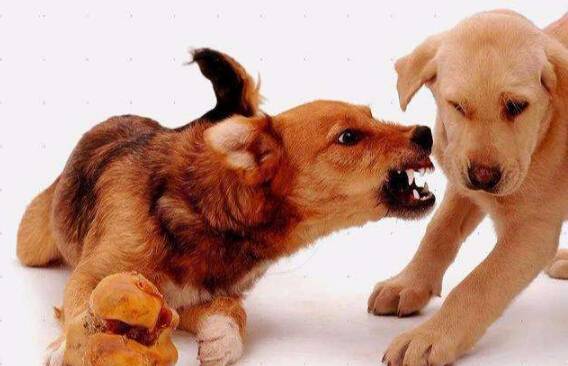 狗护食怎么办 狗护食怎么办