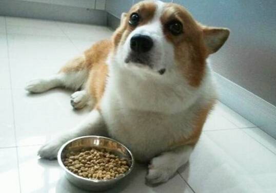 狗狗挑食怎么办 狗狗挑食怎么办