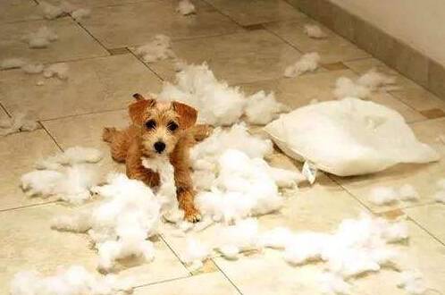 狗狗撕家怎么办 狗狗撕家怎么办