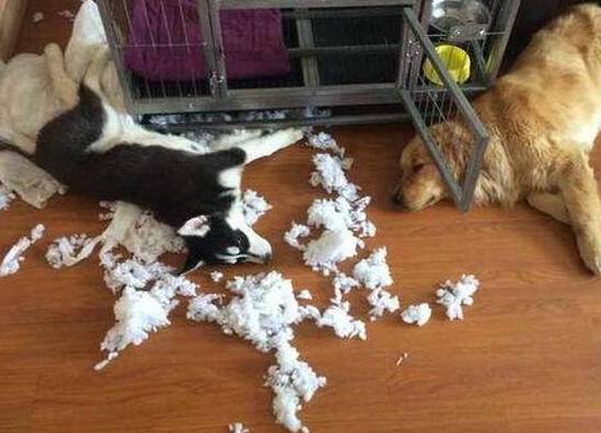 狗狗撕家怎么办 狗狗撕家怎么办