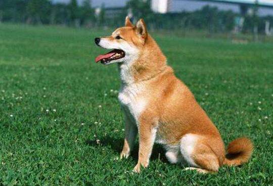 狗狗不听话怎么办 狗狗不听话怎么办