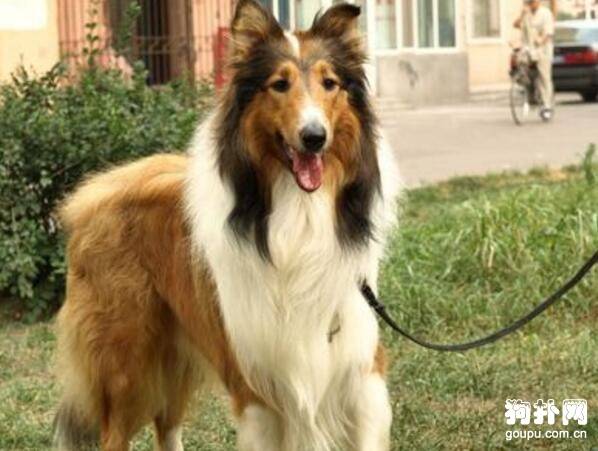 狗狗喜欢什么样的竞技运动? 狗狗喜欢什么样的竞技运动?