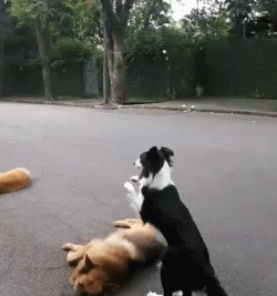 养宠物非常容易训狗难!怎么才能训练你要的狗狗? 养宠物非常容易训狗难!怎么才能训练你要的狗狗?