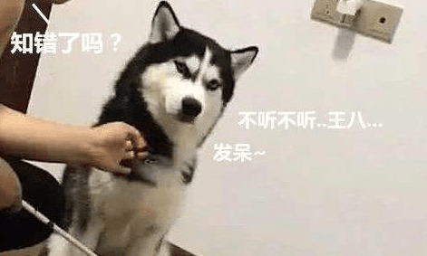 文化教育小狗别用这5种方式 ,它一定会喜欢上你 文化教育小狗别用这5种方式 ,它一定会喜欢上你