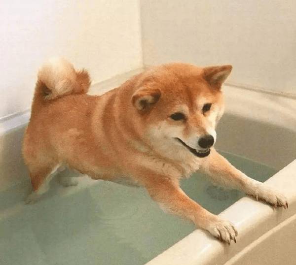 文化教育小狗别用这5种方式 ,它一定会喜欢上你 文化教育小狗别用这5种方式 ,它一定会喜欢上你