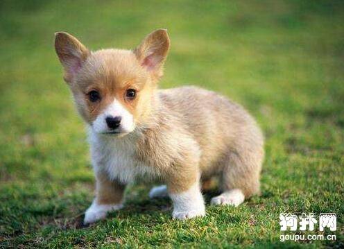 狗狗喜欢乱叫怎么办,如何才能让狗狗不乱叫 狗狗喜欢乱叫怎么办,如何才能让狗狗不乱叫