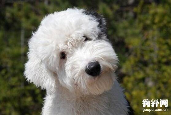 狗狗又开始乱叫了怎么办?训练狗狗不乱叫的方法 狗狗又开始乱叫了怎么办?训练狗狗不乱叫的方法