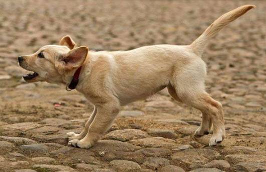 狗狗乱叫怎么办 狗狗乱叫怎么办