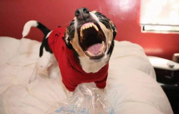 狗狗乱叫怎么办 狗狗乱叫怎么办