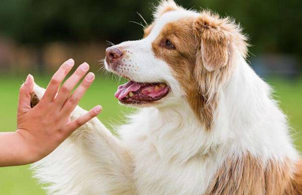 狗狗乱叫怎么办 狗狗乱叫怎么办