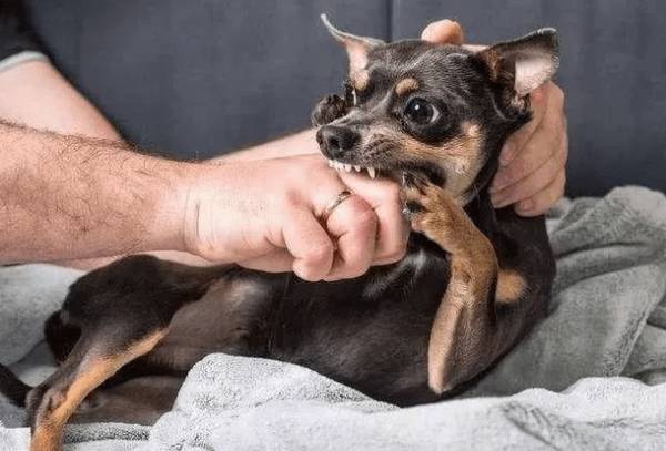 家中小狗总咬手,宠主不清楚是怎么回事?我觉得就是你做不对这种事 家中小狗总咬手,宠主不清楚是怎么回事?我觉得就是你做不对这种