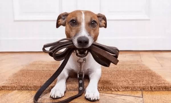 家中小狗总咬手,宠主不清楚是怎么回事?我觉得就是你做不对这种事 家中小狗总咬手,宠主不清楚是怎么回事?我觉得就是你做不对这种