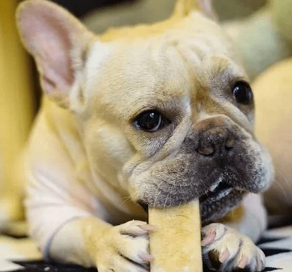 家中小狗总咬手,宠主不清楚是怎么回事?我觉得就是你做不对这种事 家中小狗总咬手,宠主不清楚是怎么回事?我觉得就是你做不对这种