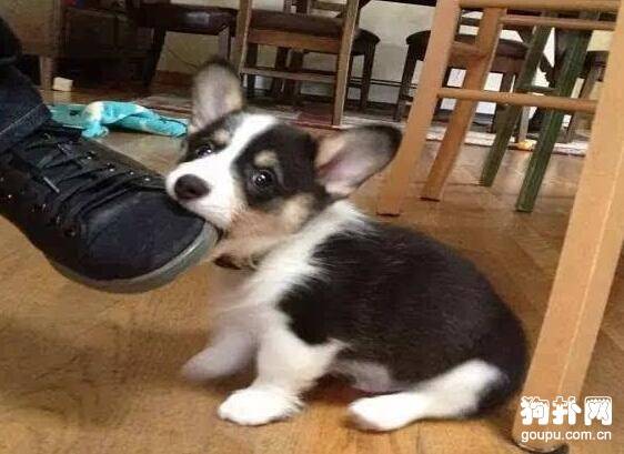 为什么有些人会被狗咬? 为什么有些人会被狗咬?