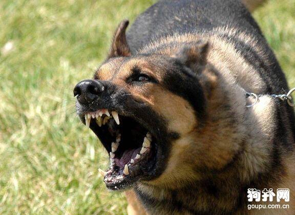 为什么有些人会被狗咬? 为什么有些人会被狗咬?