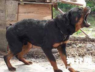 为什么有些人会被狗咬? 为什么有些人会被狗咬?