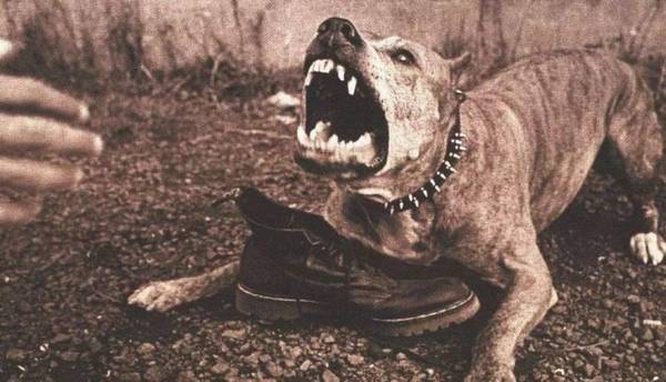 2种方法让小狗松掉咬人的嘴,期待你肯定不会采用 2种方法让小狗松掉咬人的嘴,期待你肯定不会采用