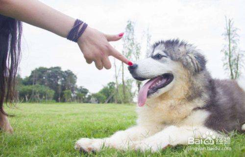 如何让狗狗不咬人 如何让狗狗不咬人