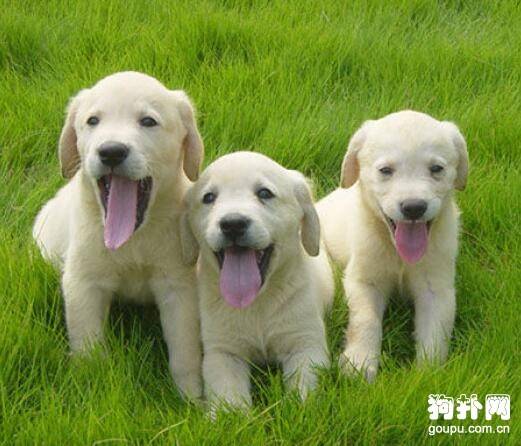 怎样训练狗狗不啃咬东西和鞋子 怎样训练狗狗不啃咬东西和鞋子