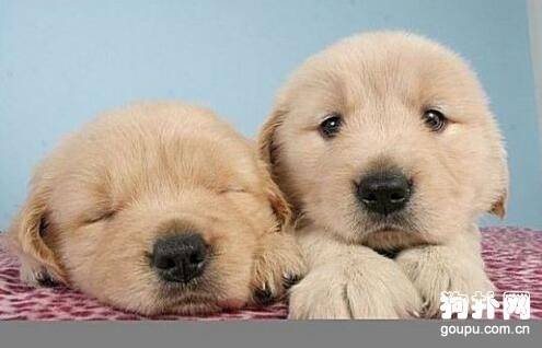 怎样训练狗狗不随意攻击人和其他动物? 怎样训练狗狗不随意攻击人和其他动物?