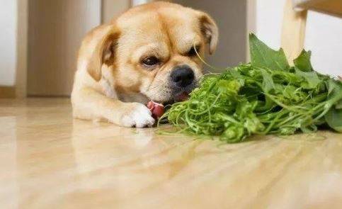 是什么原因让狗狗严重便秘,狗吃湿粮排便会软吗 是什么原因让狗狗严重便秘,狗吃湿粮排便会软吗