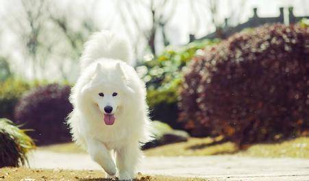 萨摩耶洗手间大小便如何训练 萨摩耶洗手间大小便如何训练