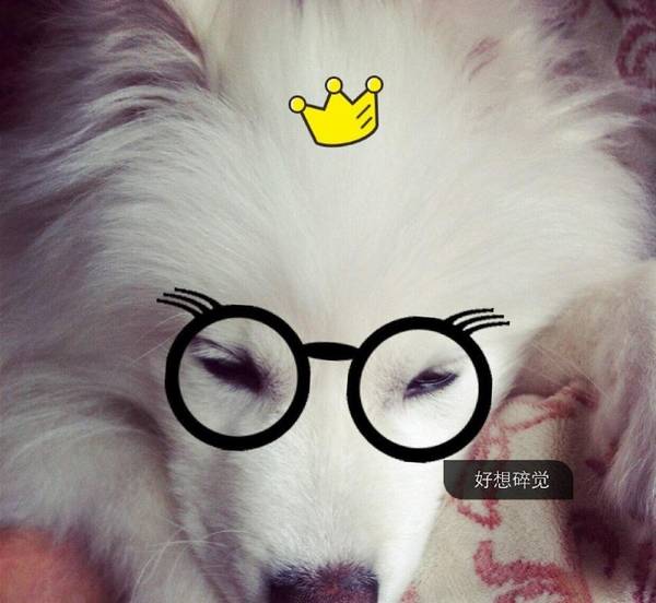 萨摩耶洗手间大小便如何训练 萨摩耶洗手间大小便如何训练