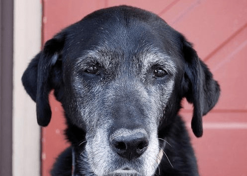 要想狗狗使用寿命大大的增加,主人应当高度重视狗狗“初老症” 要想狗狗使用寿命大大的增加,主人应当高度重视狗狗“初老症”