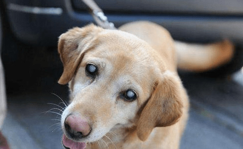 要想狗狗使用寿命大大的增加,主人应当高度重视狗狗“初老症” 要想狗狗使用寿命大大的增加,主人应当高度重视狗狗“初老症”