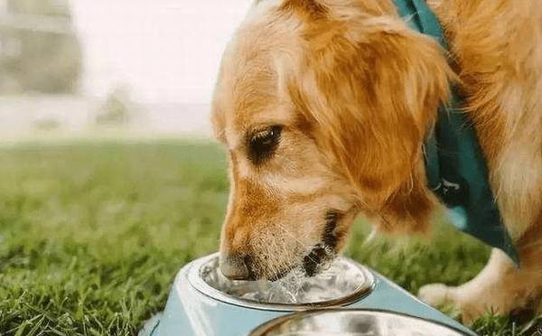 要想狗狗使用寿命大大的增加,主人应当高度重视狗狗“初老症” 要想狗狗使用寿命大大的增加,主人应当高度重视狗狗“初老症”