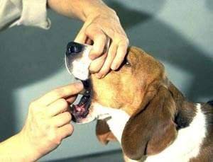 要想狗狗使用寿命大大的增加,主人应当高度重视狗狗“初老症” 要想狗狗使用寿命大大的增加,主人应当高度重视狗狗“初老症”