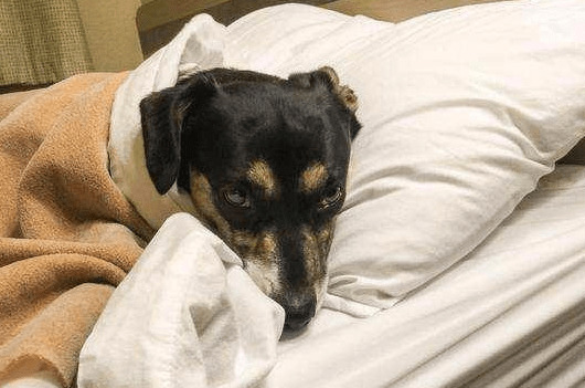 要想狗狗使用寿命大大的增加,主人应当高度重视狗狗“初老症” 要想狗狗使用寿命大大的增加,主人应当高度重视狗狗“初老症”